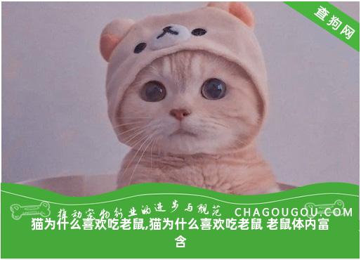 猫为什么喜欢吃老鼠,猫为什么喜欢吃老鼠 老鼠体内富含